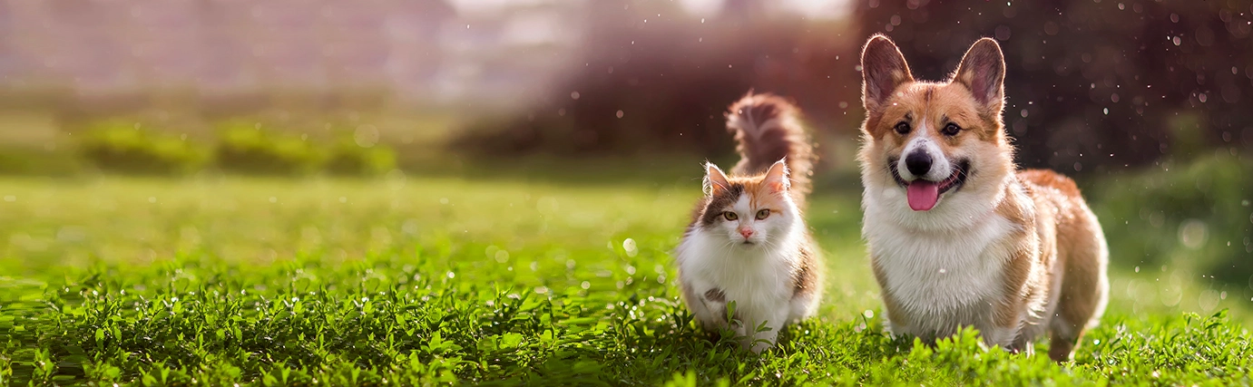 Animal Behaviour BSc (Hons)