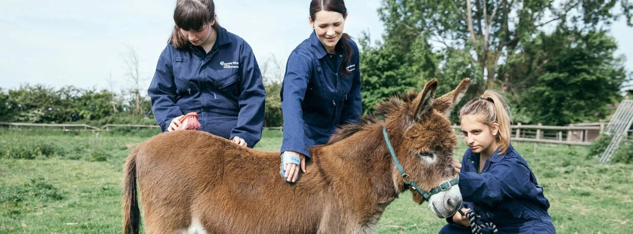 Animal Management